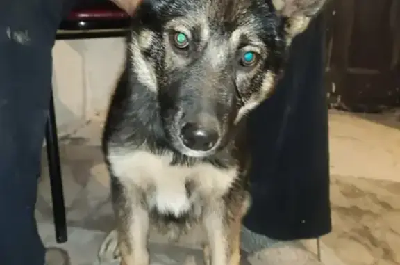 Найдена собака на улице Алябьева, Тобольск