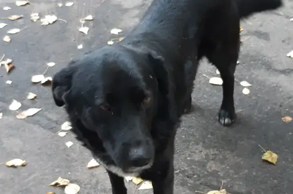 Собака Кобель найдена на улице Пушкина, Чехов