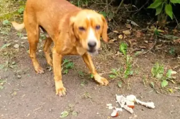 Пропала собака Жорик на Октябрьской улице