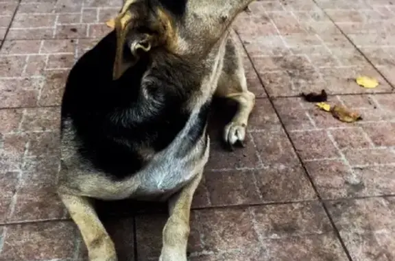 Пропала собака Джина на ул. Героев Сталинграда, 5, Симферополь