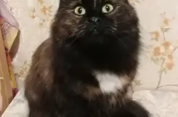 Объявления о пропавших и найденных животных, Киров, фото: Пропала кошка ФАНИ, ул. Калинина-Чапаева, возраст 4 года.