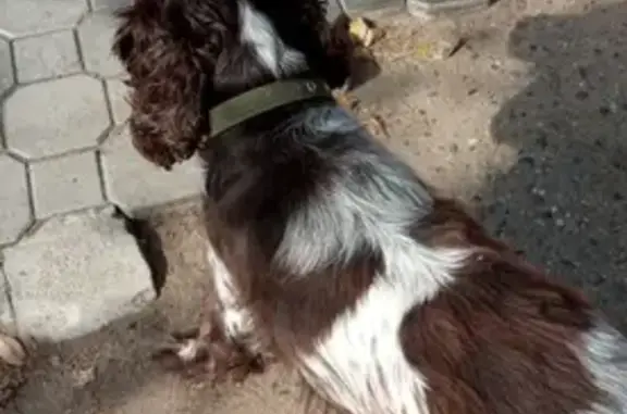Найдена собака на Смоленской улице, Чита
