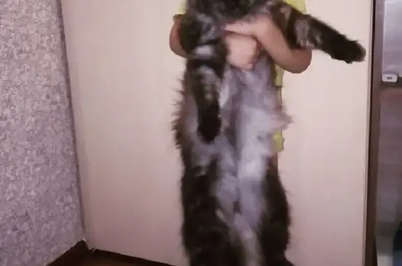 Потерянные животные Тамбов, фото: Пропала кошка Тишка на улице Б. Хмельницкого, Тамбов.