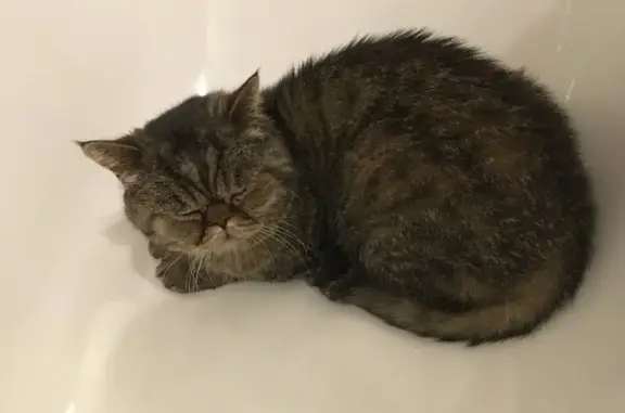 Кошки потеряшки, Новое, фото: Потеряшка кот на улице Горького 41