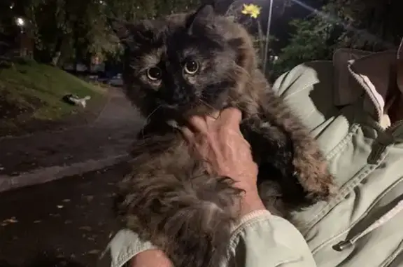 Найдена кошка в Набережных Челнах, ул. Академика Рубаненко