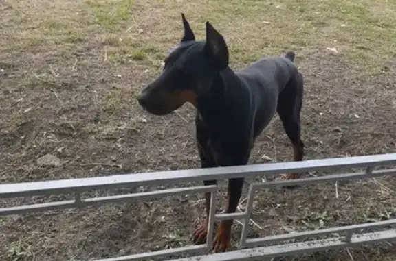 Найдена чёрная собака возле ТЦ Ярмарка, Астрахань
