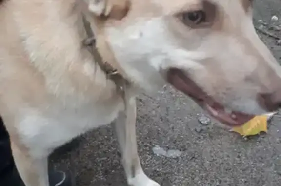 Собака найдена на Молодёжной, 1 в Антелево