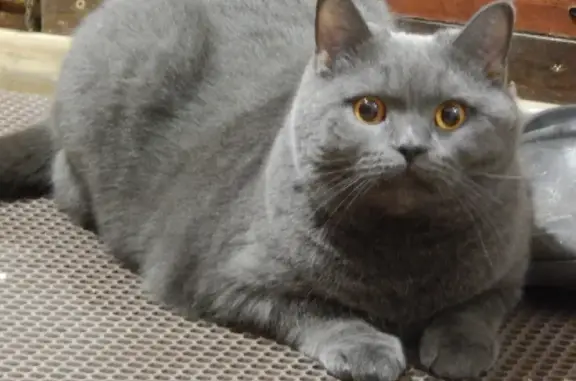 Кошки потеряшки, Омск, фото: Потеряшка кошка Кузя на Ростовской улице, Омск.