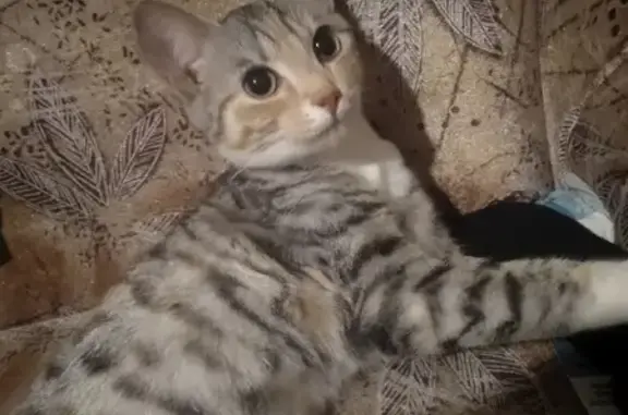 Найдена кошка на Данилы Зверева, 24