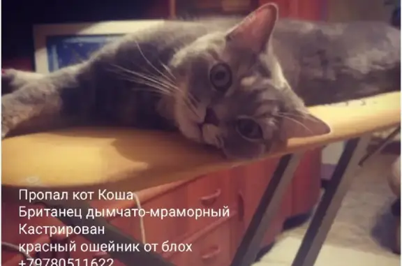 Пропала кошка на ул. Дениса Ракицкого, 118