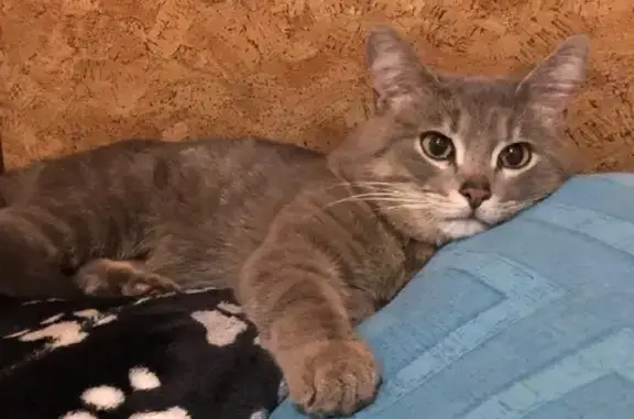 Объявления о пропавших и найденных животных, Киров, фото: Пропала кошка Томас, Березниковский переулок, 9, Киров