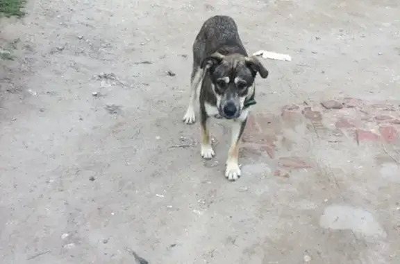 Собака найдена на Казахской улице, Волгоград.
