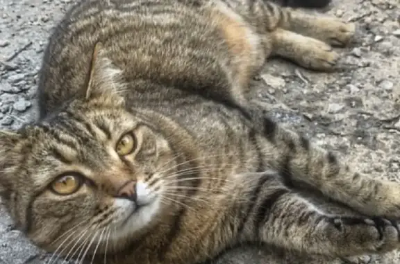 Пропала кошка Малек на ул. Мира, 18 (Саратов)