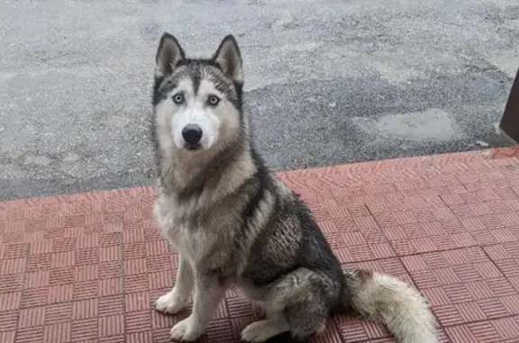 Собака найдена на Осеннем проезде в Липецке.