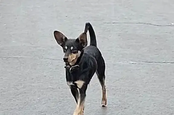 Собака бежит по Ярыгинской набережной в Красноярске