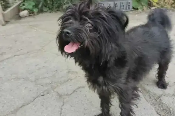Собака найдена на ул. Калинина, 143 с2, Владивосток