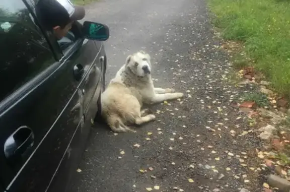 Собака Алабай найдена в Чехове 46К-2240