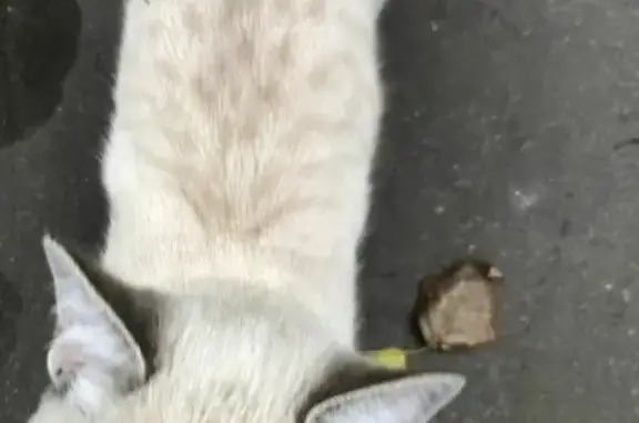 Найдена кошка возле Пятерочки на Краснодонской, на передержке