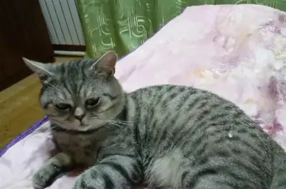 Найден молодой кот серого мрамора в СНТ КЕРАМИК