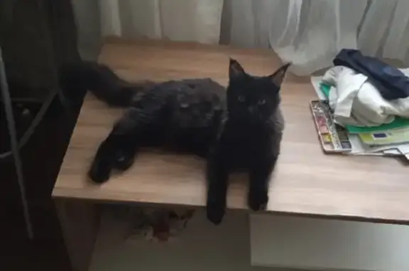 Кошки потеряшки, Новосибирск, фото: Потеряшка кошка Кассандра на Оловозаводской, 14