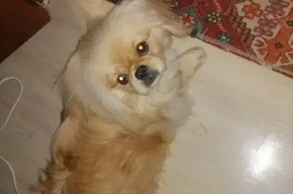 Пропала собака породы Пекинес возрастом 6 месяцев на улице Технической, Саратов