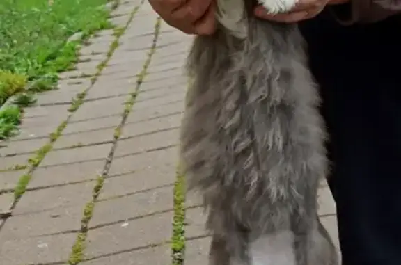 Найден серый кот на ул. Есенина, 36 в Белгороде