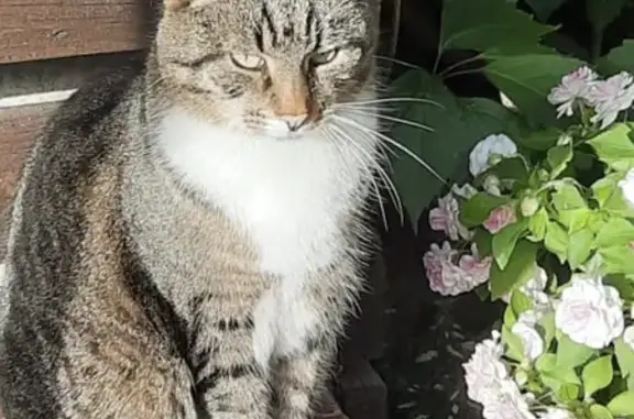 Пропал кот Яша, серый с белой грудкой, район Чепчиха, Солнечногорский район