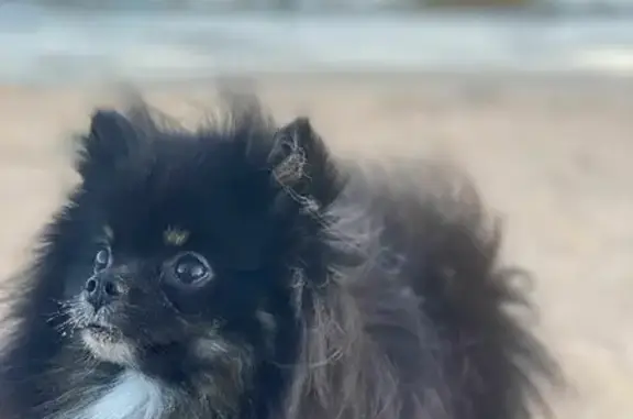 Собаки потеряшки, Тверь, фото: Потеряшка собака Шпиц Молли по адресу Трехсвятская 19 в Твери