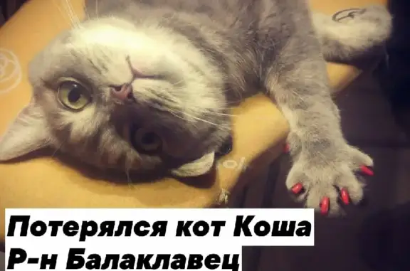 Пропала кошка на ул. Ракицкого, 118