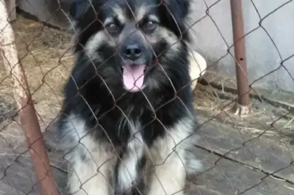 Пропала собака на Широкой улице, 22, Тбилисская