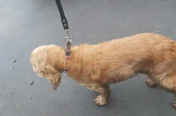 Собака найдена на ул. Тёплый Стан, Москва