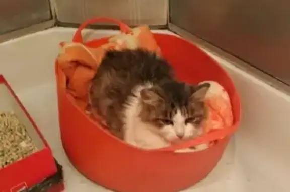 Кошки потеряшки, Казань, фото: Потеряшка кошка в Казани, ул. Д. Менделеева, 8