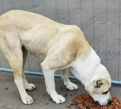 Найдена собака Алабай на Волковском шоссе в Мытищах