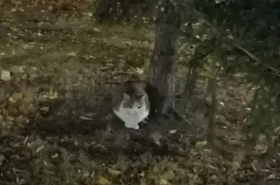 Найдена кошка возле ГДК Детский мир в Бийске!