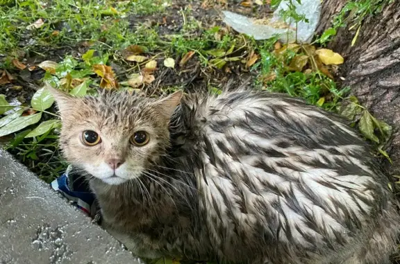 Найден породистый кот на ул. Докучаева, 6 в Пензе