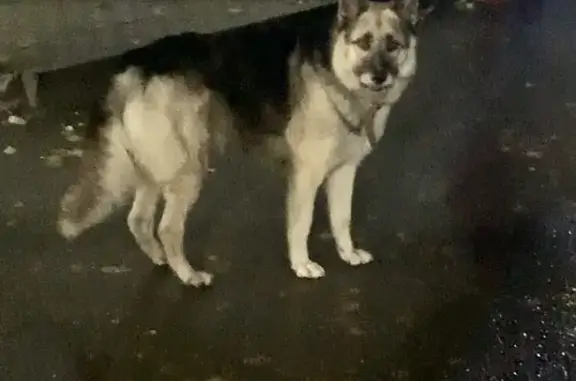 Найдена собака в ошейнике возле ТЦ Манго, Кострома