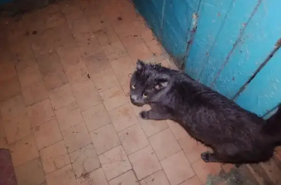 Найден кот на ул. Волгоградская, 6 в Оренбурге