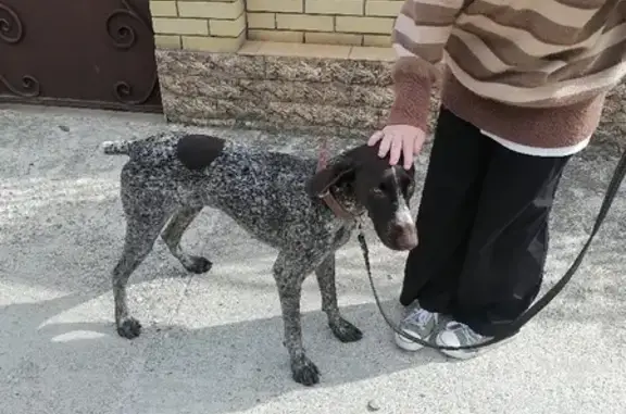 Найдена домашняя собака на Байкальской, Новороссийск