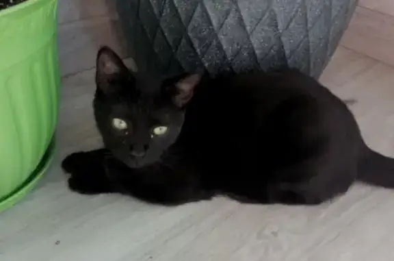 Пропала черная кошка на пр. Ленина, 1, Кронштадт