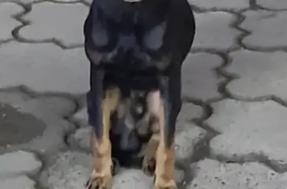 Найдена собака возле школы 24 на ул. Дзержинского, 111 к4, Таганрог