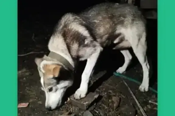 Найден домашний пёс в Саратове