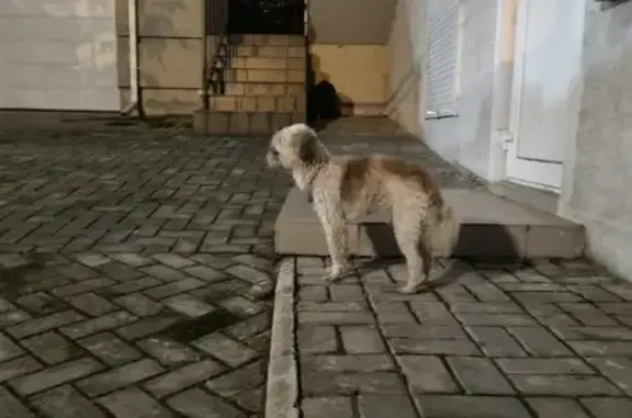 Найдена добрая собака на Ефремова, 40