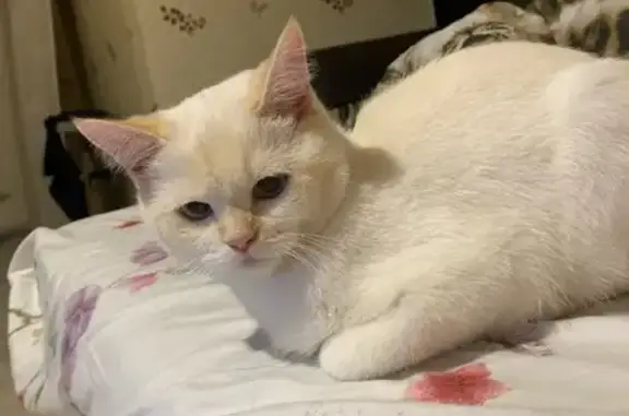 Найдена белая кошка в Яреге, нужна передержка.