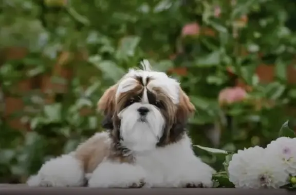 Собаки потеряшки, Санкт-Петербург, фото: Потеряшка собака шит цу возрастом 6 лет на Пионерской площади, Санкт-Петербург