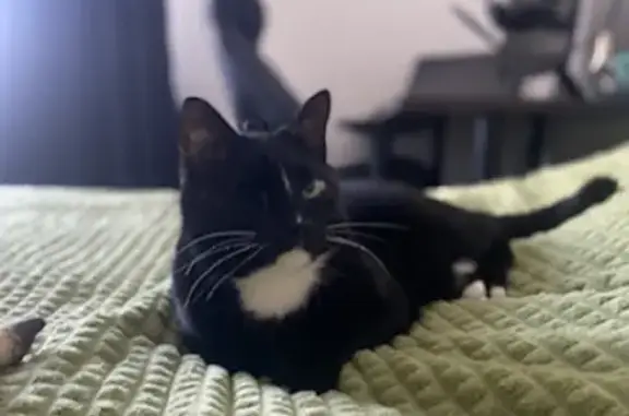 Кошки потеряшки, Санкт-Петербург, фото: Потеряшка кошка Кот с одним глазом на 8 линии СНТ Ландышевка.