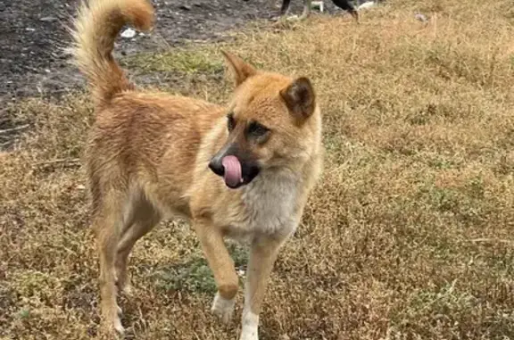 Найдена собака в Самаре, ищет новый дом