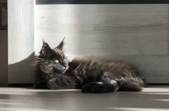 Кошки потеряшки, Киров, фото: Потеряшка кошка Мейн-кун в Ленинском поселении