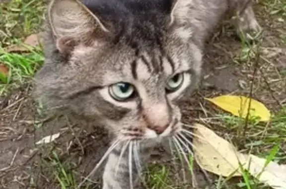 Найдена кошка возле плит на Центральной улице, Серпухов