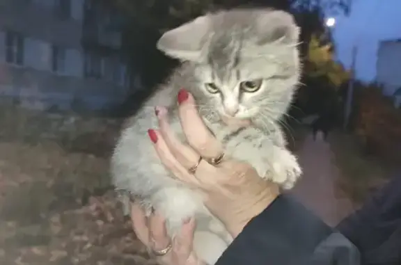 Срочно! Найден котенок на улице в Челябинске.