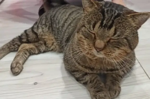 Кошки потеряшки, Ярославль, фото: Потеряшка кошка Кот, Кузя, пер. Герцена, 4, Ярославль